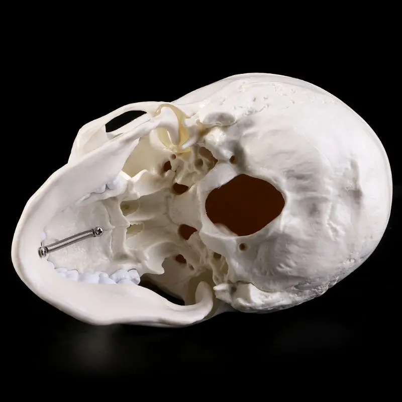 Cilvēka Anatomijas Anatomija Galvas Skeleta Galvaskauss Mācību Modeli, Skolas Piederumi Mācību Līdzeklis