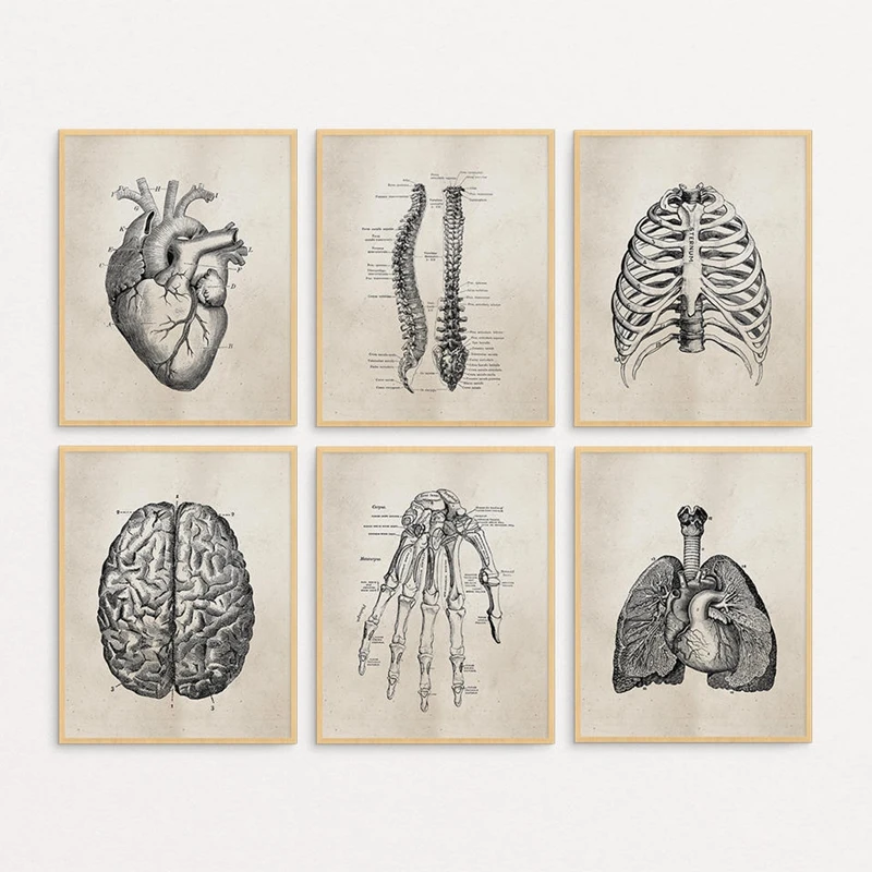 Cilvēka Anatomija Zinātnes Vintage Plakāti, Mākslas Izdrukas Medicīnas Anatomija Abstraktā Audekls Gleznošanai Ārsts, Klīnika, Sienas Dekori