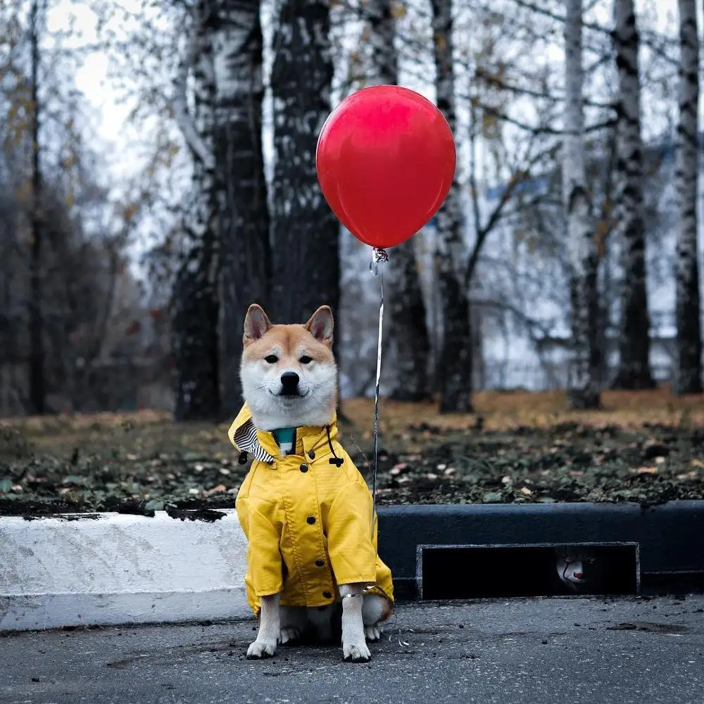 Dzeltena Rāvējslēdzēju Suns Lietusmētelis Atstarojošs Pogas, Kabatas Ūdensizturīgs Regulējamu Aukliņu Noņemams pelēkā vārna Suņu Apģērbu