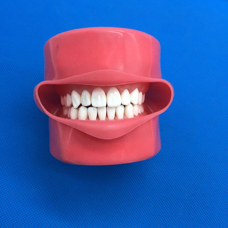 Skolēnu Mācīšanās Modelis, Zobu phantom vadītājs zobu modelis Silikona Maska ar 28 Gabali Skrūves Fiksētu Zobi