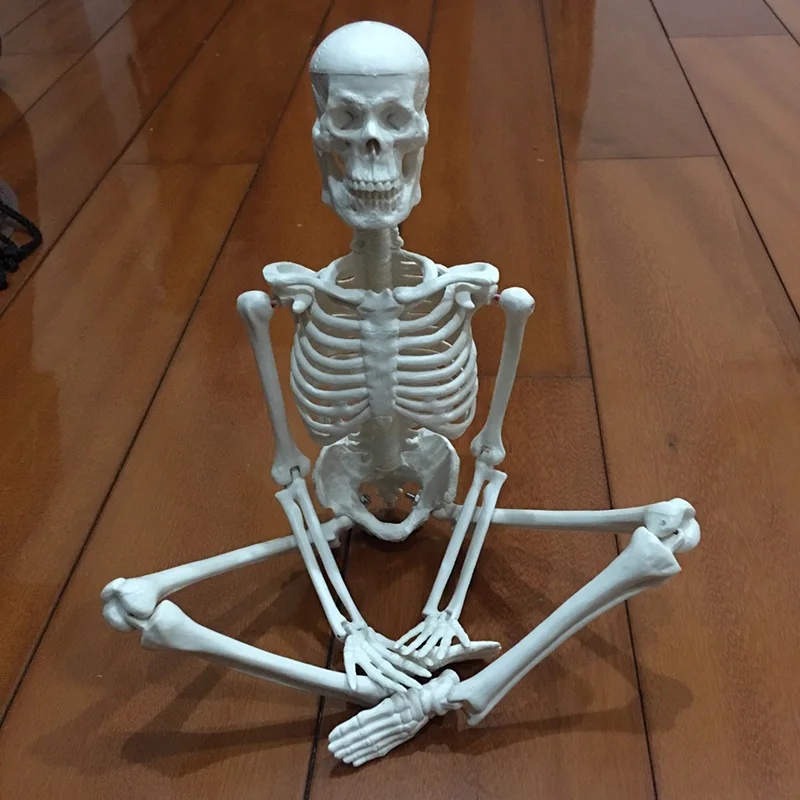 Cilvēka Anatomijas Anatomija Skelets Modeļa Medicīnisko Uzzinātu, Zinātne, Medicīna Mācību Aprīkojuma Galvaskausa Modelis 45CM/20CM