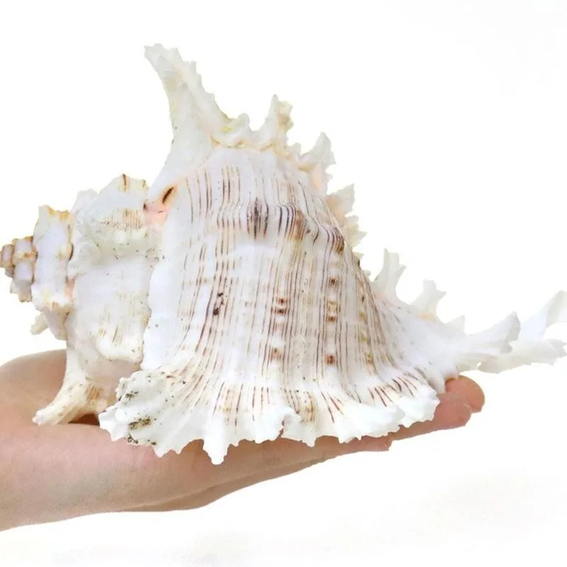 1pc Dabiskā Atlase Patiesi Liels Jūras Čaumalas Sajauc Sea Shell Oriģināls, Autentisks Šāviņi Gliemene