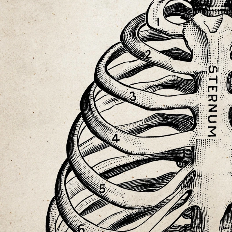 Cilvēka Anatomija Zinātnes Vintage Plakāti, Mākslas Izdrukas Medicīnas Anatomija Abstraktā Audekls Gleznošanai Ārsts, Klīnika, Sienas Dekori
