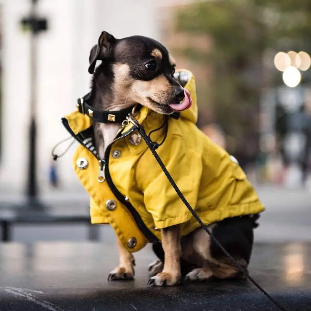 Dzeltena Rāvējslēdzēju Suns Lietusmētelis Atstarojošs Pogas, Kabatas Ūdensizturīgs Regulējamu Aukliņu Noņemams pelēkā vārna Suņu Apģērbu