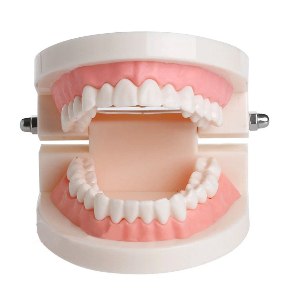 1 Gab Zobu Mācīšanās Mācīšanas Zobu Modelis Zobārstniecības Izglītības Zobārsts Iekārtas Mutes Dobuma Kopšanas Zobu Pelējuma Tīrīšanas Mācību Modelis