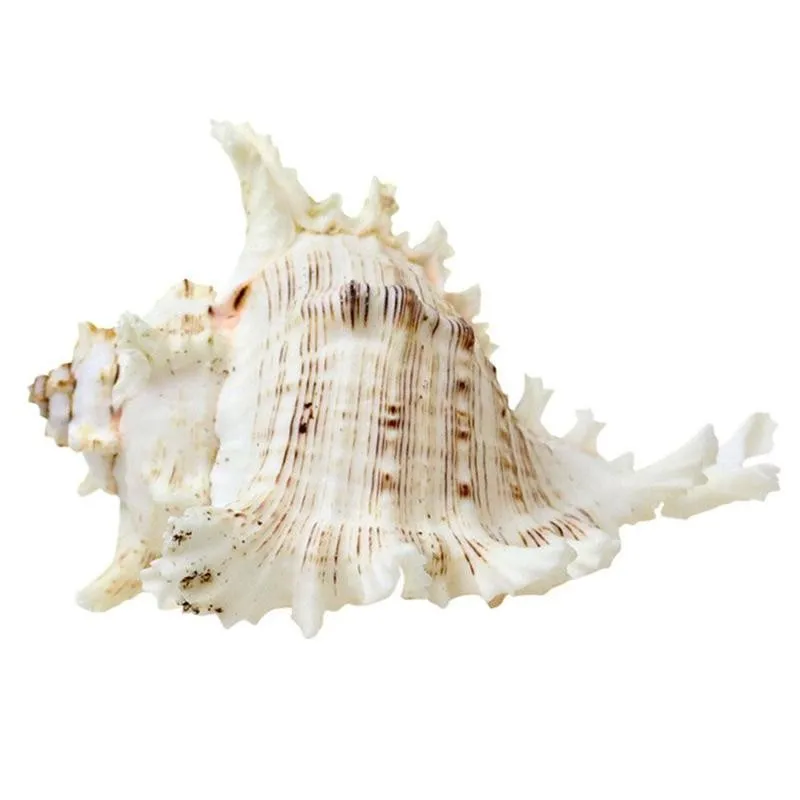 1pc Dabiskā Atlase Patiesi Liels Jūras Čaumalas Sajauc Sea Shell Oriģināls, Autentisks Šāviņi Gliemene
