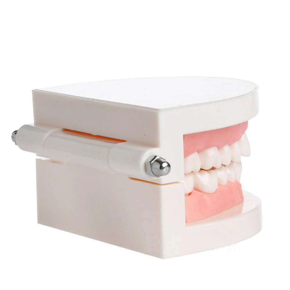 1 Gab Zobu Mācīšanās Mācīšanas Zobu Modelis Zobārstniecības Izglītības Zobārsts Iekārtas Mutes Dobuma Kopšanas Zobu Pelējuma Tīrīšanas Mācību Modelis